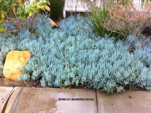 Senecio mandraliscae (Kleinia mandraliscae)